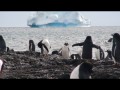023 Gentoo Penguins