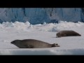 034 Crabeater seals