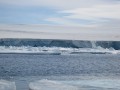 048 Sea Ice, Crabeater seals