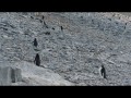 052 Adele & Gentoo Penguins, Gourdin Island