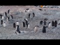 057 Gentoo & Adele Penguins, Gourdin Island