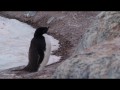 058 Adele Penguin, Gourdin Island