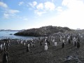 063 Chinstrap Penguins, Aitcho Island