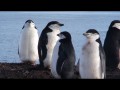 065 Chinstrap Penguins