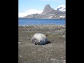 068 Southern Elephant Seal