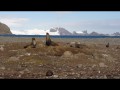 069 S. Elephant Seals, Aitcho Island