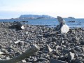 070 Whale bones, Aitcho Island