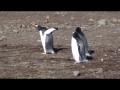 073 Gentoo Penguin
