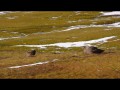 075 South American Skuas nesting