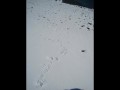 079 Penguin tracks, Half moon Island