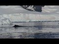 101 Humpback whales, Wilhelmina Bay