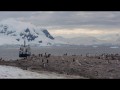 115 Gentoo Penguins, Neko Harbor