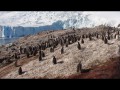 116 Gentoo Penguins