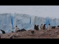 117 Gentoo Penguins