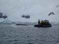 122 Humpback whales, Neko Harbor