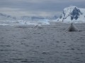 123 Humpback whales, Neko Harbor