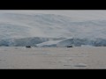 124 Humpback whales, Neko Harbor