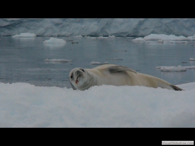 018 Crabeater seal on iceberg