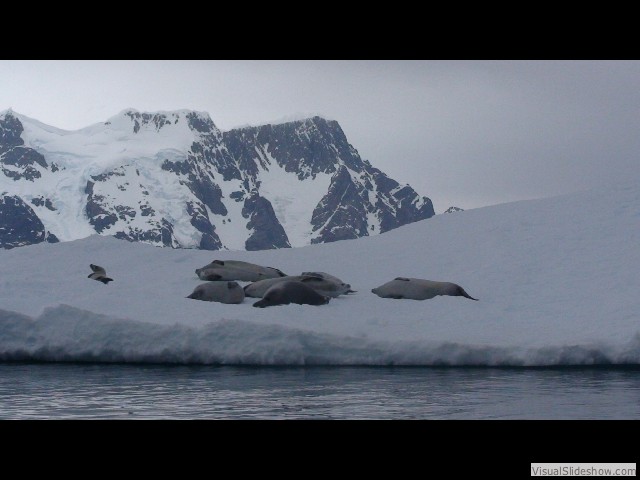 019 Crabeater seals on iceberg