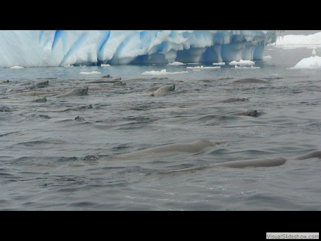 027 200+ Crabeater seals swimming in formation