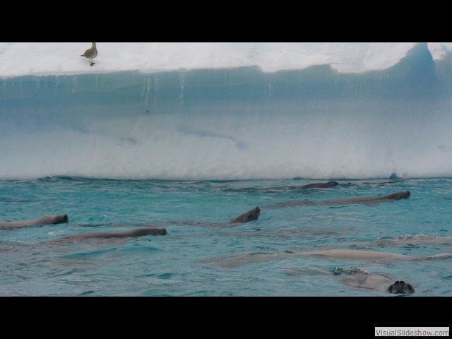 028 200+ Crabeater seals swimming in formation