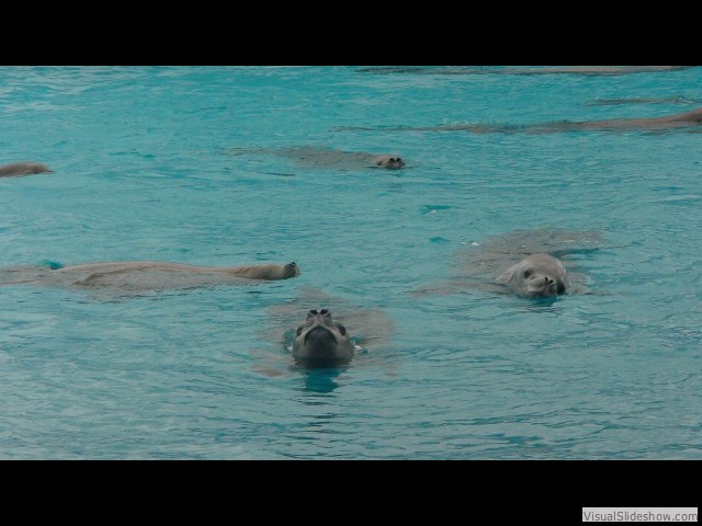 029 200+ Crabeater seals swimming in formation