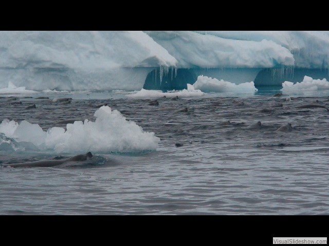 030 200+ Crabeater seals swimming in formation