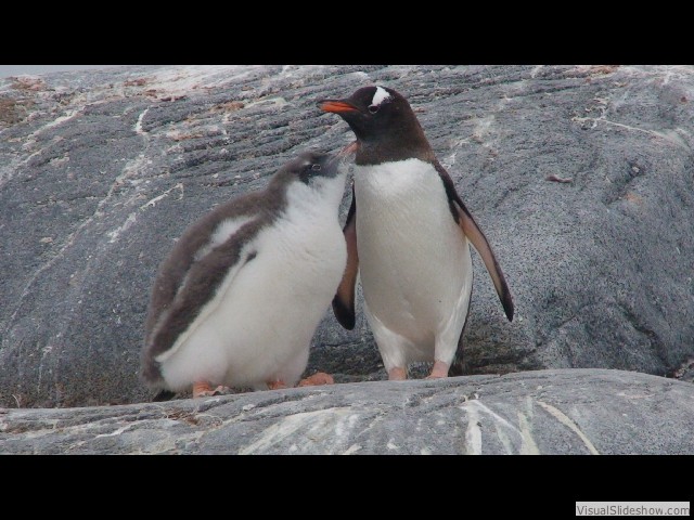 035 Gentoo Penguin & chick, Pleneau Island