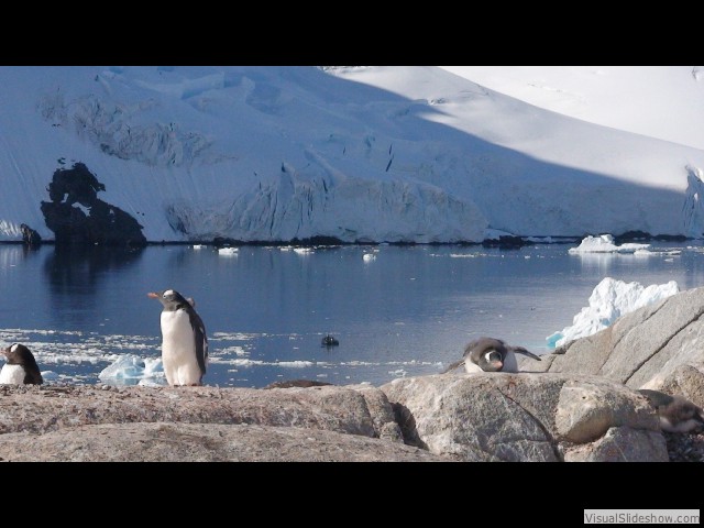 036 Gentoo rookery, Pleneau Island