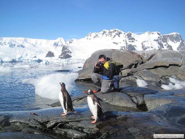 040 Gentoo Penguins, Pleneau Island