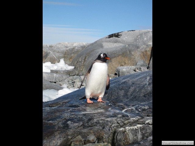 041 Gentoo Penguin