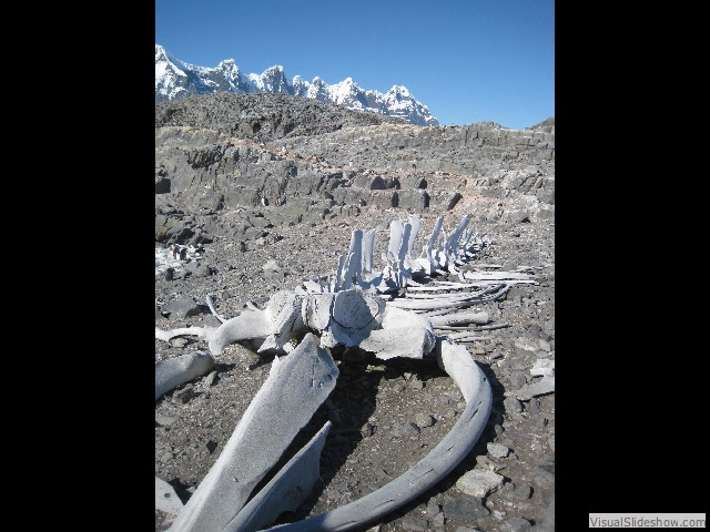 075 Whale Bones, Jougla Point