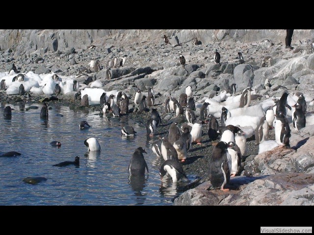 077 Gentoo Penguins, Jougla Point