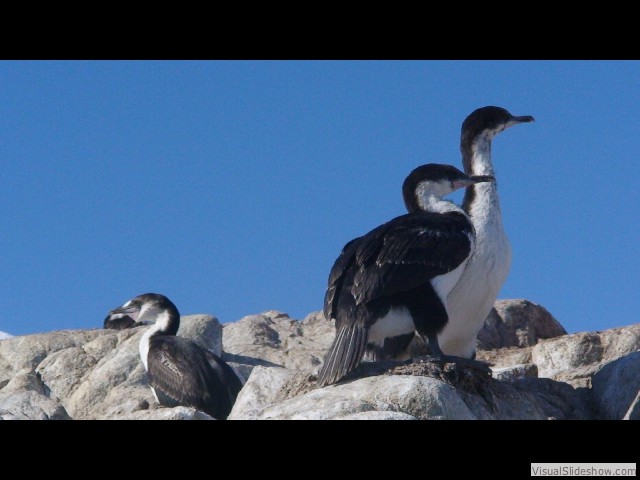 078 Antarctic Shags (Cormorants), Jougla Point