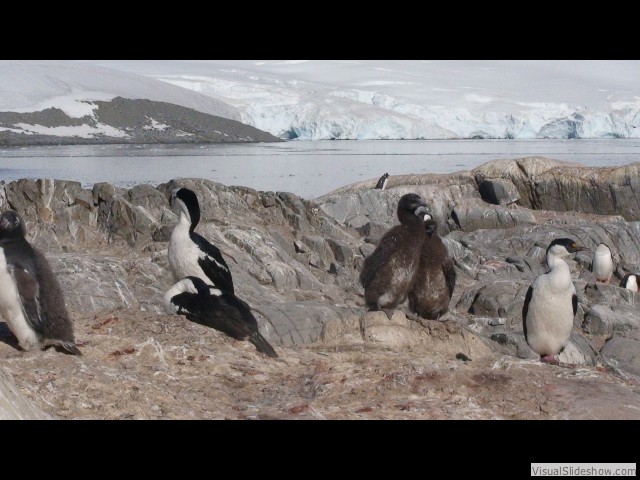 079 Antarctic Shags