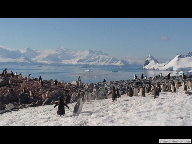 084 Gentoo Rookery,Cuverville Island