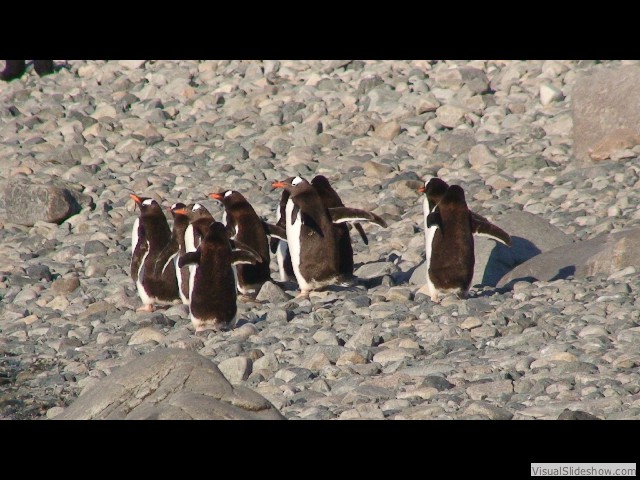 090 Gentoo Penguins, Cuverville Island
