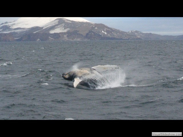 091 Humpback Whale, near Deception Island, 2012-02-25