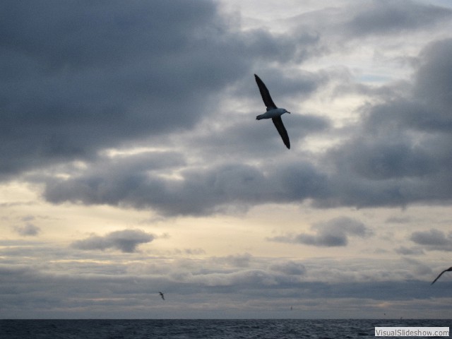 110 Albatross, Drake's Passage, 2012-02-27