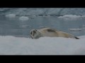 018 Crabeater seal on iceberg