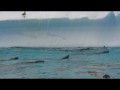028 200+ Crabeater seals swimming in formation