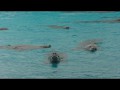 029 200+ Crabeater seals swimming in formation