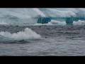 030 200+ Crabeater seals swimming in formation