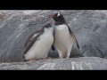 035 Gentoo Penguin & chick, Pleneau Island