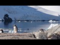 036 Gentoo rookery, Pleneau Island