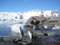 040 Gentoo Penguins, Pleneau Island