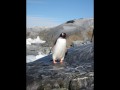 041 Gentoo Penguin