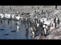 077 Gentoo Penguins, Jougla Point