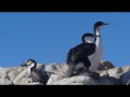 078 Antarctic Shags (Cormorants), Jougla Point