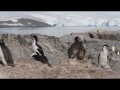 079 Antarctic Shags
